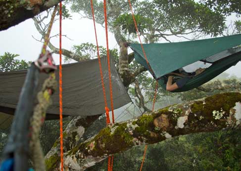 Hennessy Hammocks high up in the trees canopy